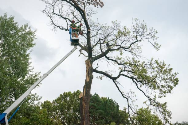 Best Hazardous Tree Removal  in Country Walk, FL